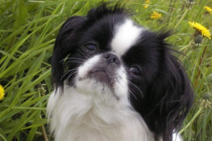 Японська хін: чарівна тварина Японська хін: чарівна тварина